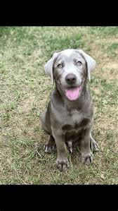 Labrador retriever puppies need lots of love, attention, and training. Labrador Retriever Puppies Wilmington Nc Wilmington Nc Labrador Retriever Meet Puppies A Pet Parent Dogs Selected For Their Calm Temperaments And Excellent English Nokuchiki
