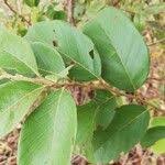 Image result for Bridelia ferruginea