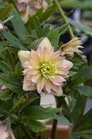 Helleborus Mother Of The Bride Lenten Rose Amazing Flowers Beautiful Flowers