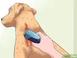 How To Clean A Dog S Wound 15 Steps With Pictures Wikihow