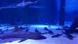 Antalya Aquarium Antalya Akvaryumu Resmi Tripadvisor