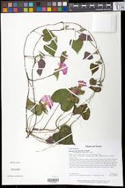 Image result for Ipomoea linosepala