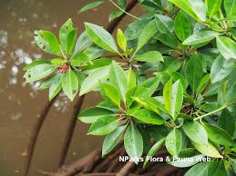 Image result for Bruguiera