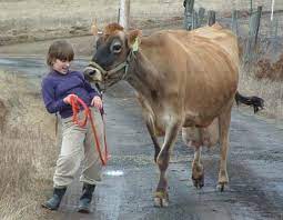Bovine Basics For Beginners Backwoods Home Magazine