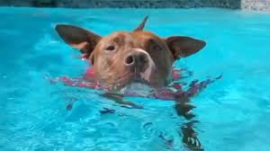 Our online database is updated daily and we constantly have new animals coming to the shelter. Watch This Dog S Amazing Transformation After Adoption National News Pressofatlanticcity Com