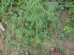 Image result for Indigofera colutea