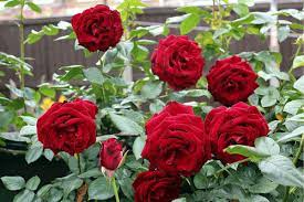 O the red rose tree book. Red Rose Plant At Rs 25 Piece S Rose Tree Id 12028727348