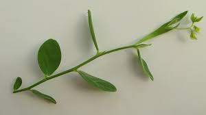 Image result for Stipularia