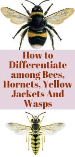 How To Differentiate Among Bees Hornets Yellow Jackets And Wasps Hornet Yellow Jacket Wasp Yellow Jacket Bee
