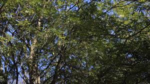 Image result for Ateleia herbert-smithii