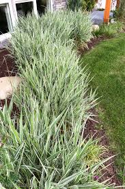 Flowering shrubs and bushes add color and beauty to your landscape and attract pollinators and birds. How To Use Ornamental Grasses In Your Landscaping The Happy Housie