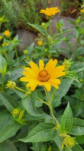Image result for Heliopsis
