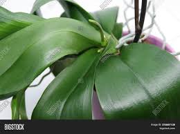Expect them to spike again with the onset of the chill of early fall/autumn and bloom again in the. Green Roots Leaves Image Photo Free Trial Bigstock