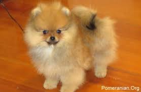 Browse 6,511 pomeranian stock photos and images available, or search for pomeranian puppy or pomeranian isolated to find more great stock photos and pictures. Facts About Pomeranian Puppies