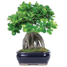 Ficus bonsai tree on rock. Ginseng Grafted Ficus Care