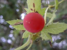 Image result for Ctenolepis cerasiformis