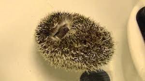 hedgehog floating on back! super cute