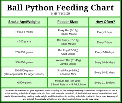 ball python feeding chart ball python pet snake python