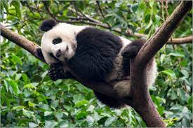 Pandabär m ( genitive pandabären, plural pandabären, female pandabärin ) ( zoology) panda bear ( ailuropoda melanoleuca) Jan Christopher Becke Schlafender Pandabar Auf Einem Baum Poster Online Bestellen Posterlounge De