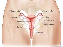 The most common symptom of womb cancer is: Womb Cancer Irish Cancer Society