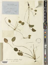 Image result for Ranalisma