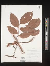 Image result for Connaraceae