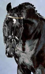 We did not find results for: Dressurpferd Depardieu Oldenburger 1998 Von De Niro Horses Warmblood Horses Dressage Horses