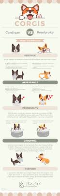 Pembroke and Cardigan Corgis: What's ...