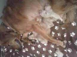 I have 2 gorgeous females and 1 handsome male available. Golden Retriever Puppies For Sale In Zimmerman Minnesota Classified Americanlisted Com