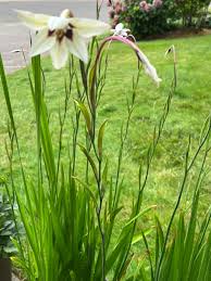 みんなの趣味の園芸