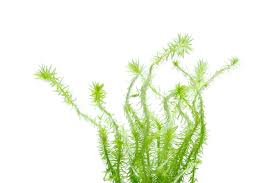 Image result for Mayaca