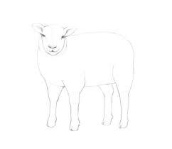 Leuk en makkelijk te volgen hoe te trekken net op tijd dieren. Schaap Tekenen