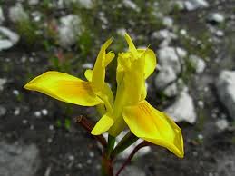 Image result for Moraea natalensis