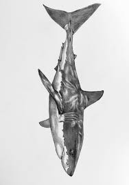 A small spam of sharks in honor of shark week 2017: Shark Wmcskills Drawing Design Illustration Great White Shark Drawing Shark Art Shark Tattoos