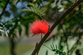 Image result for Calliandra tweedii