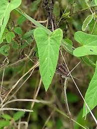 Image result for Tacazzea