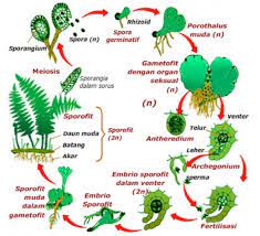 Pengertian metagenesis dan metagenesis paku. Pengertian Metagenesis Contoh Dan Tahapannya Dilengkapi Gambar