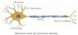 → size of a cell has no relation with the size of an organism. Ncert Solutions For Class 9 Science Chapter 6 Tissues Cbse Path