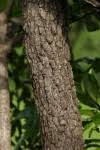 Image result for Diospyros loureiriana