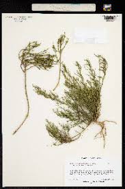 Image result for Thesium fanshawei