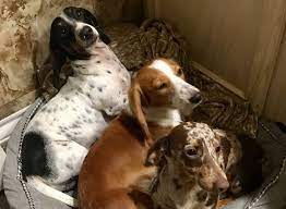 We have solid colors, dapple, piebald, brindle, and dilute colors. Mini Me Miniatures Akc Miniature Dachshunds In Texas For Sale