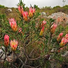 Image result for Proteaceae