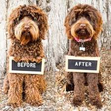 270 Labradoodle Haircut Ideas Labradoodle Labradoodle Haircut Australian Labradoodle