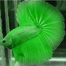 Ingin belanja lebih hemat & terjangkau di toko azka betta fish? 500 Beautiful Beta Fish Ideas In 2021 Beta Fish Fish Betta