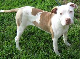 Adopt Sweet Pea On Petfinder American Staffordshire Terrier Animals Bully Dog