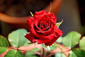 Mulai dari warna merah, putih, ungu, pink/merah muda dan juga hitam. Jenis Bunga Mawar Yang Bisa Tumbuh Di Indonesia Artikel Pertanian Terbaru Berita Pertanian Terbaru