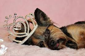 Check spelling or type a new query. Teacup Yorkie Puppies For Sale In Vermont Vt Yorkie Puppy For Sale Yorkie Puppy Puppies For Sale