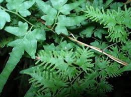 Image result for Lygodiaceae