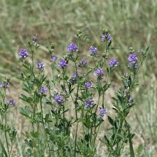 Image result for Medicago sativa