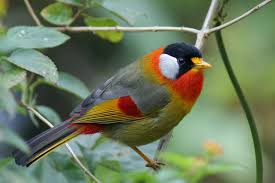 Silver Eared Mesia Colorful Birds Birds Bird Photo